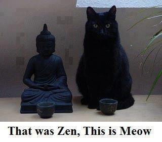 Cats